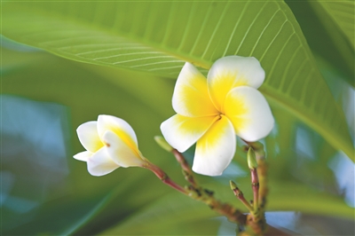 “未開(kāi)花時(shí)先有節(jié) 到爛漫時(shí)顯嬌羞” 記憶深處的那縷清香