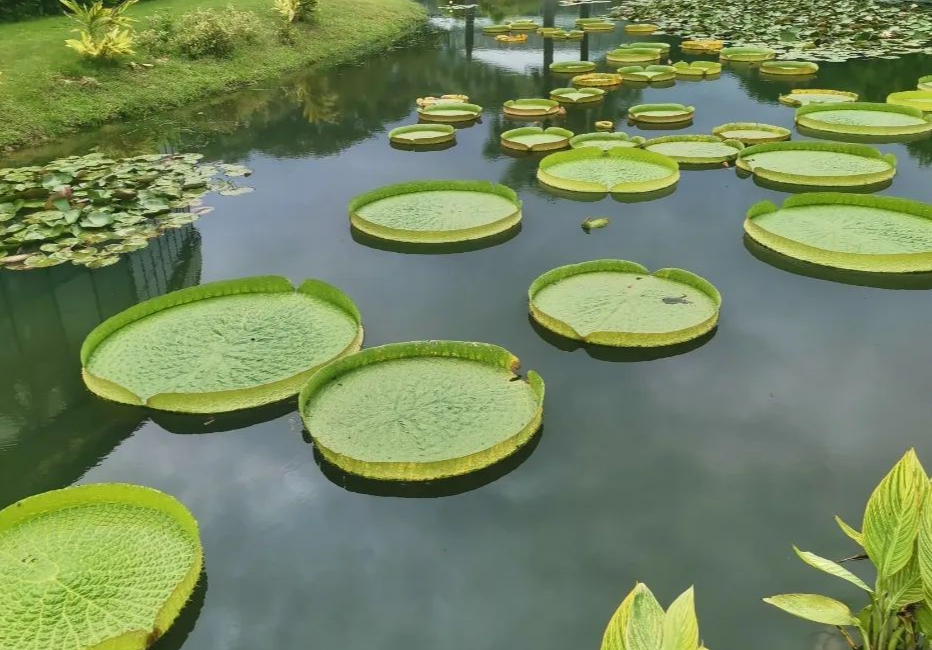 華南國(guó)家植物園“坐王蓮”活動(dòng)等你來
