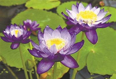 華南國家植物園內(nèi)澳洲巨睡蓮已到最佳觀賞季、山稔正處于結(jié)果期