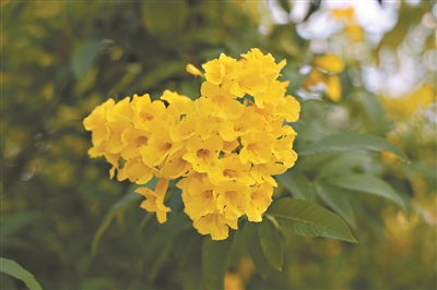 黃鐘花開(kāi) 秋意漸濃
