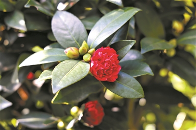 “植物界的大熊貓”杜鵑紅山茶 如何“飛入尋常百姓家”？