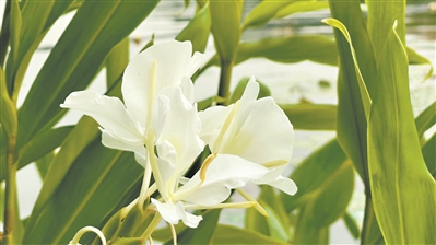 冬意漸濃 繁花盛放