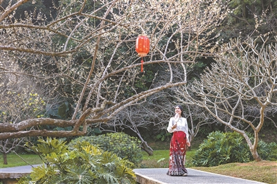 白云山“梅樹(shù)王”初綻俏枝頭
