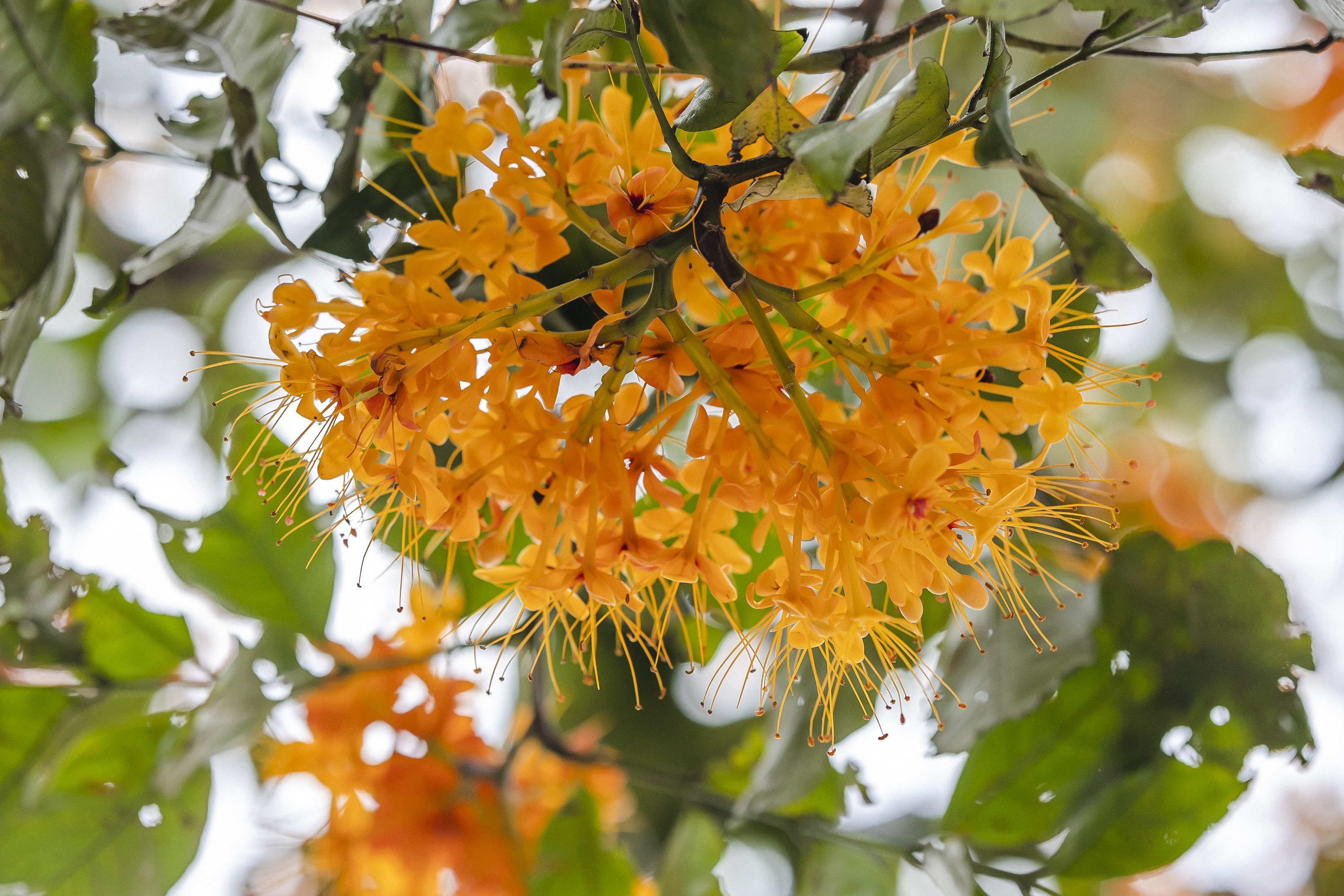 千年花城 每月一花 | 四月無憂無慮無憂花