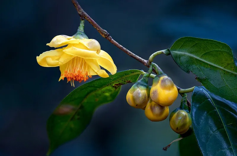 金花茶 | 黃金花開(kāi) 花開(kāi)新年