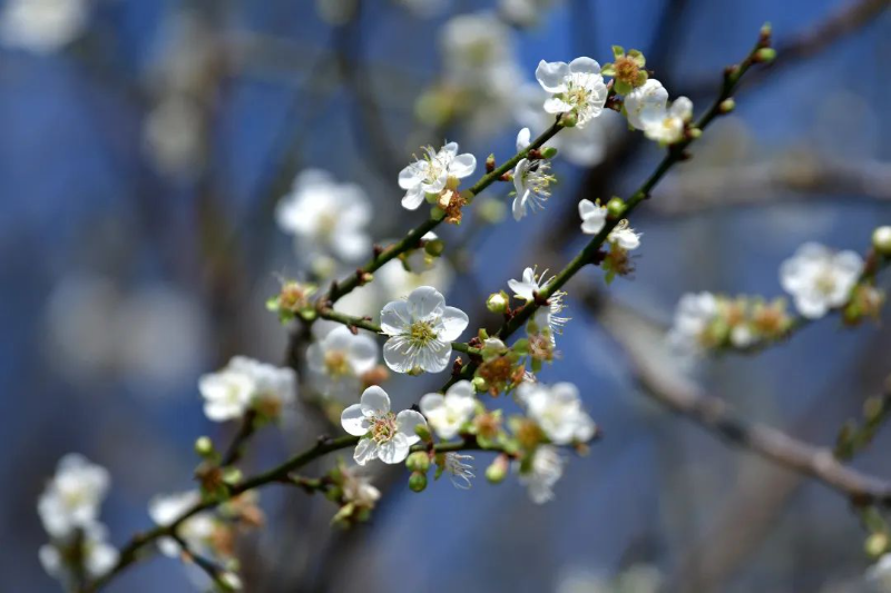 千年花城 每月一花丨得春獨(dú)早，“梅”景醉人