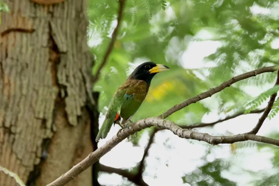 大擬啄木鳥(niǎo)