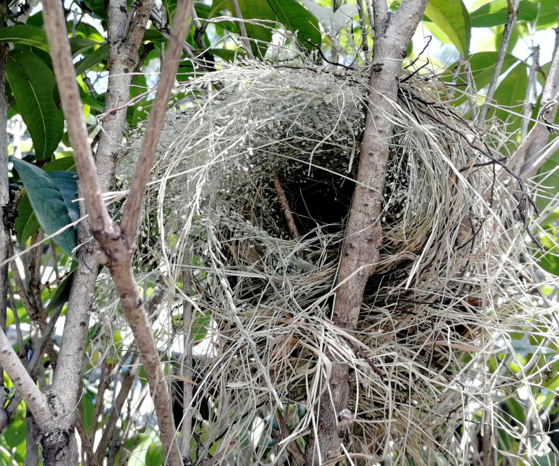 “靈鳥”降臨，守護萬物和諧共生的美麗家園