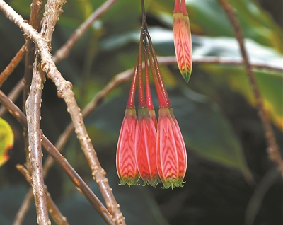 僅此一株！植物園“樹蘿卜”二度盛開