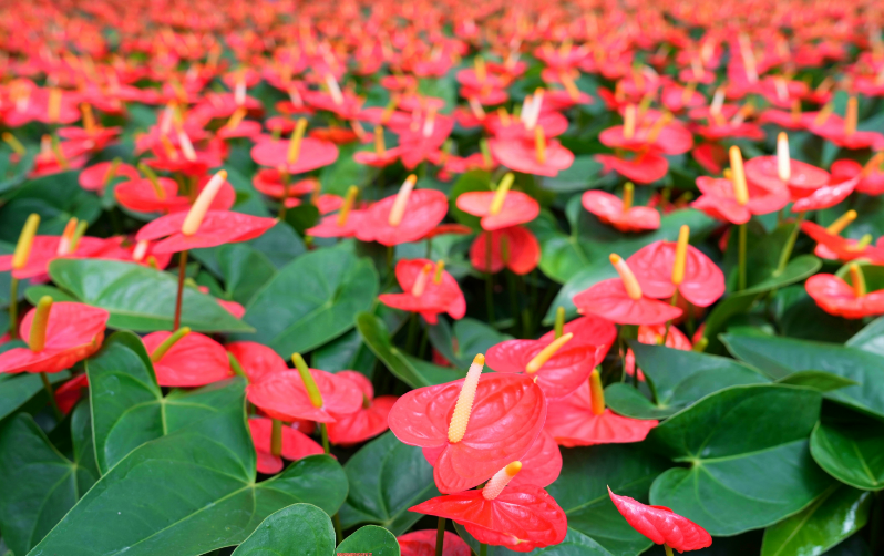 成為年輕人“夢(mèng)中情花”，廣州紅掌走了二十年