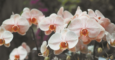 華南國(guó)家植物園舉辦2024龍年新春珍奇蘭花展