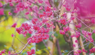 春色無(wú)邊 “櫻”為有你