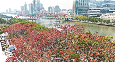 最是一年春好處 花城無(wú)處不飛花