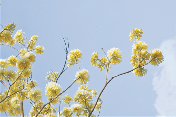 花開(kāi)滿枝頭