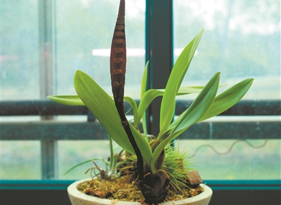 植物園里有“大眼鏡蛇”出沒？