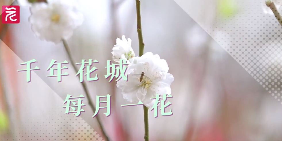 桃花：桃花流水窅然去，別有天地非人間