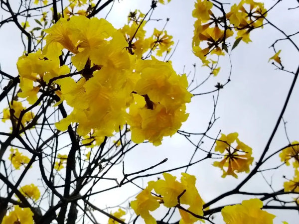 春日花開(kāi)滿園 踏青正當(dāng)時(shí)