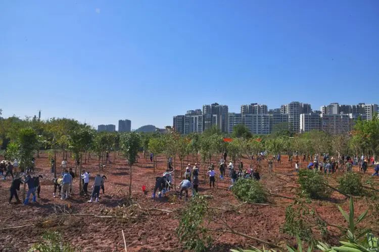 番禺開展義務(wù)植樹活動(dòng)