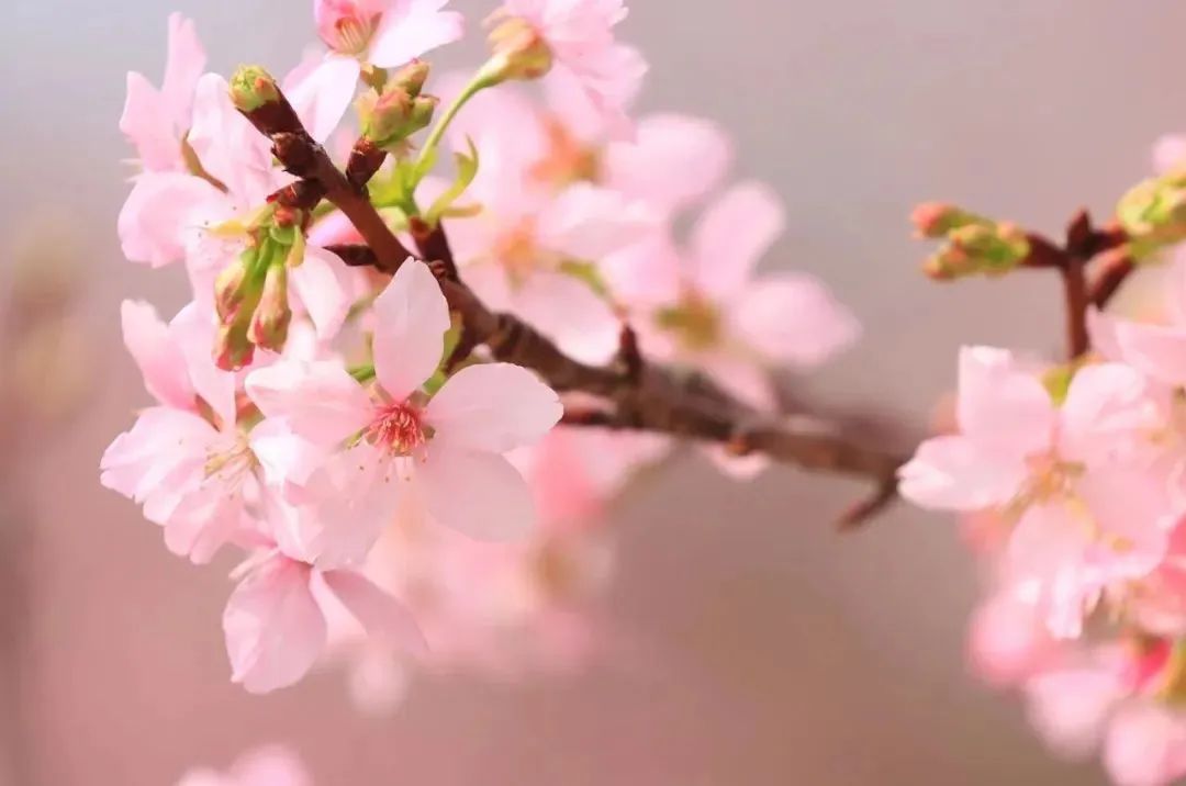 真的在廣州！十里繽紛粉色“櫻花?！?，太夢(mèng)幻了