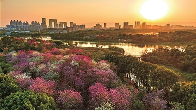 海珠濕地宮粉紫荊、櫻花盛放 油菜花進(jìn)入花期