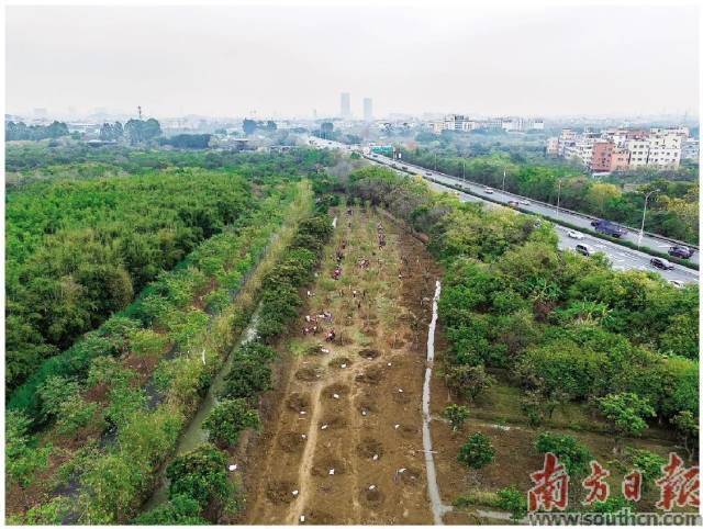 3月9日上午，在廣州海珠國(guó)家濕地公園二期，市民分工協(xié)作將樹苗種下。