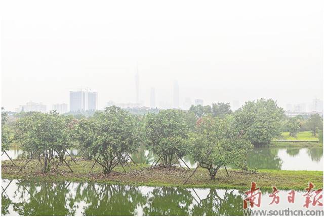 廣州海珠國(guó)家濕地公園二期。