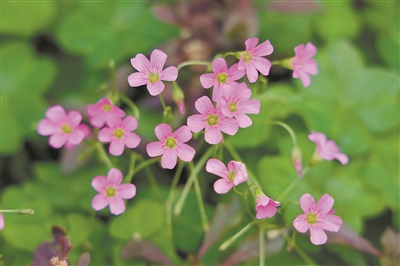 華南國(guó)家植物園里的酢漿草、鬼針草、鵝腸菜全開(kāi)花啦……