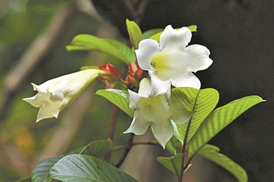 清明花開(kāi)寄思念 一花一草總關(guān)情