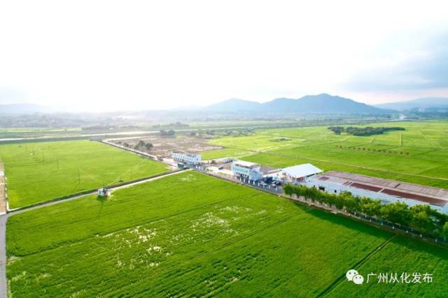 廣州從化：創(chuàng)建鄉(xiāng)村振興示范帶，推動(dòng)成為展示鄉(xiāng)村振興成果示范“窗口”