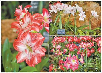 四月來(lái)賞百種朱頂紅