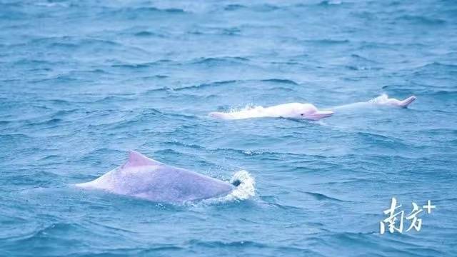 成群中華白海豚在雷州灣撒歡。吳東俊 攝