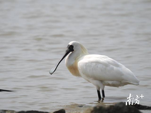 國(guó)家一級(jí)保護(hù)野生動(dòng)物黑臉琵鷺 卜標(biāo) 攝