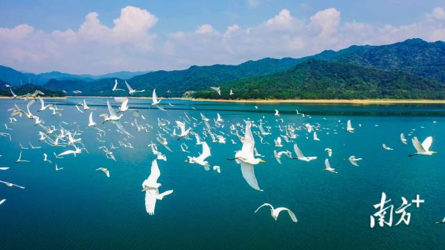 綠美廣東 生生不“稀” | 國際珍稀動(dòng)物保護(hù)日