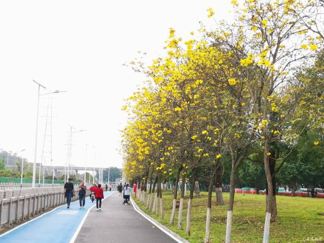 走碧道，賞春光！番禺這條碧道成市民休閑好去處