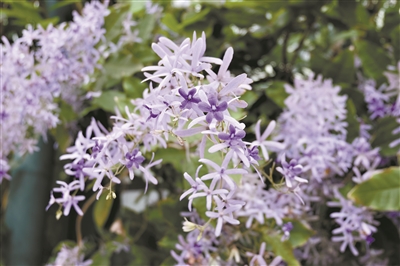 藍(lán)花楹傲立枝頭
