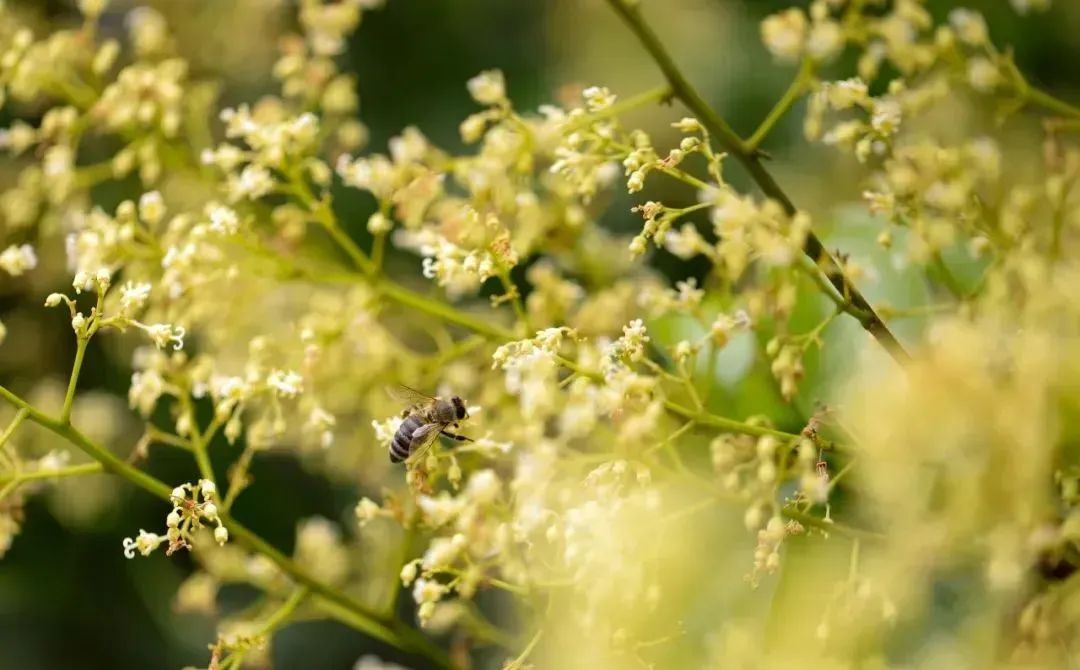 廣州從化：荔枝花盛開，養(yǎng)蜂人追花逐蜜忙