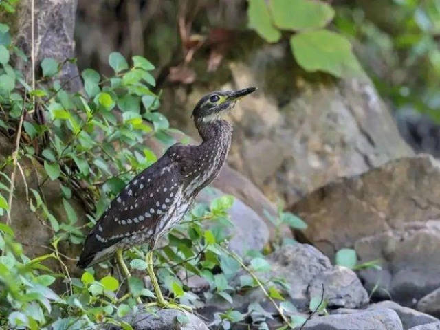 比大熊貓還稀有，“世界上最神秘的鳥”海南鳽神秘在哪里？