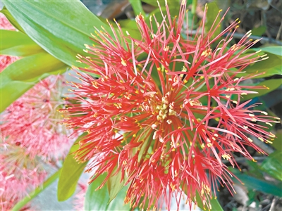 點燃夏日之火 網球花火紅亮麗