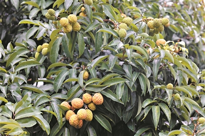 井崗紅糯改變“看天收果”窘境 仙桃荔大小堪比雞蛋有望成“頂流”……