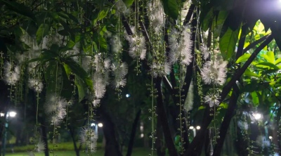 玉蕊花盛開(kāi)，來(lái)這兒邂逅仲夏月夜綻放的精靈