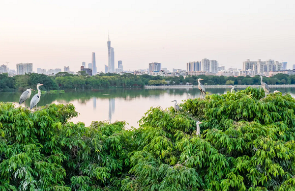 海珠濕地.webp.png