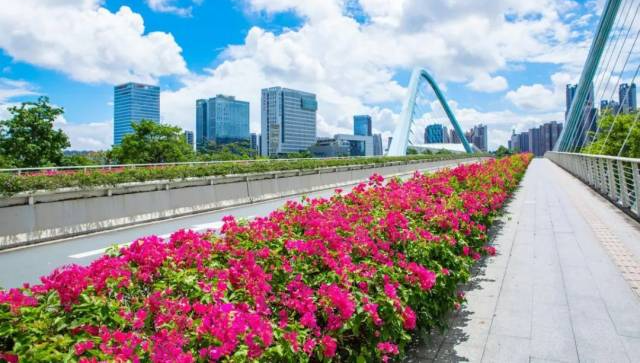 一起走花路！空中花廊“醉”美南沙