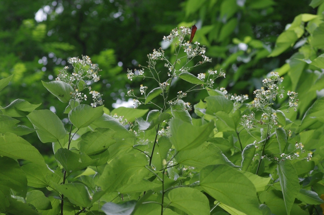 華南國家植物園的“寶藏樹”結(jié)果啦！