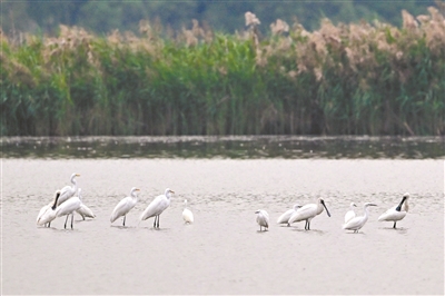 “鳥中大熊貓”飛來(lái)南沙濕地