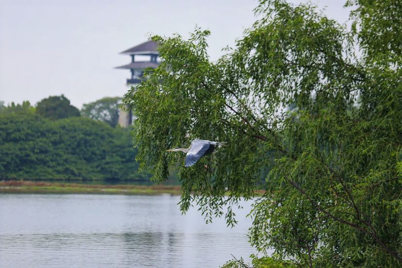 觀鳥、攝影、科普講座……首屆綠色灣區(qū)國(guó)際觀鳥節(jié)在南沙開幕