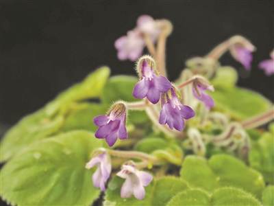 花非花？蝶非蝶？植物界有自己的“角色扮演”