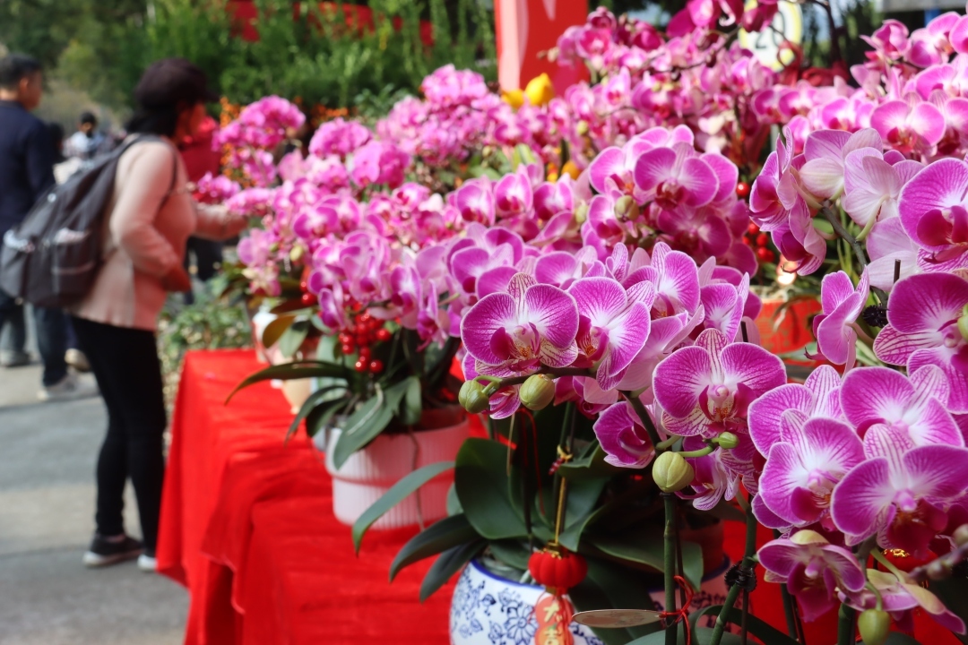 美好時(shí)光里 灣區(qū)花正開(kāi)