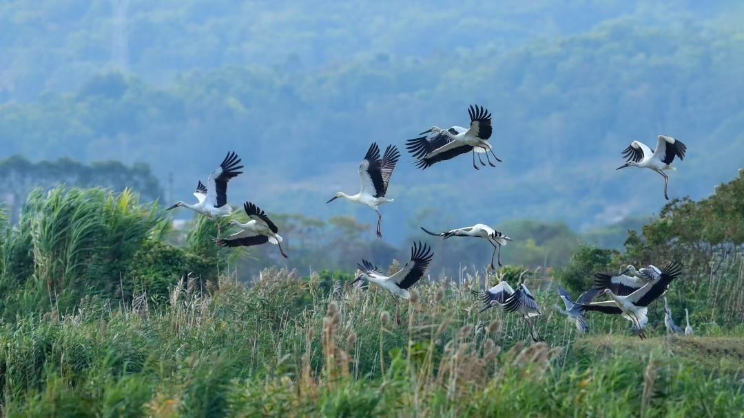 “鳥潮”來(lái)襲！廣東沿海濕地迎來(lái)候鳥遷徙盛景