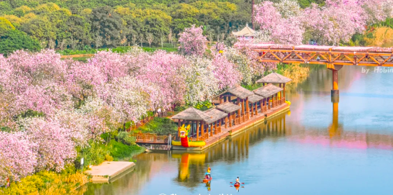 立春賞花！廣州五大迎春花海，邀你共赴詩(shī)意春天！