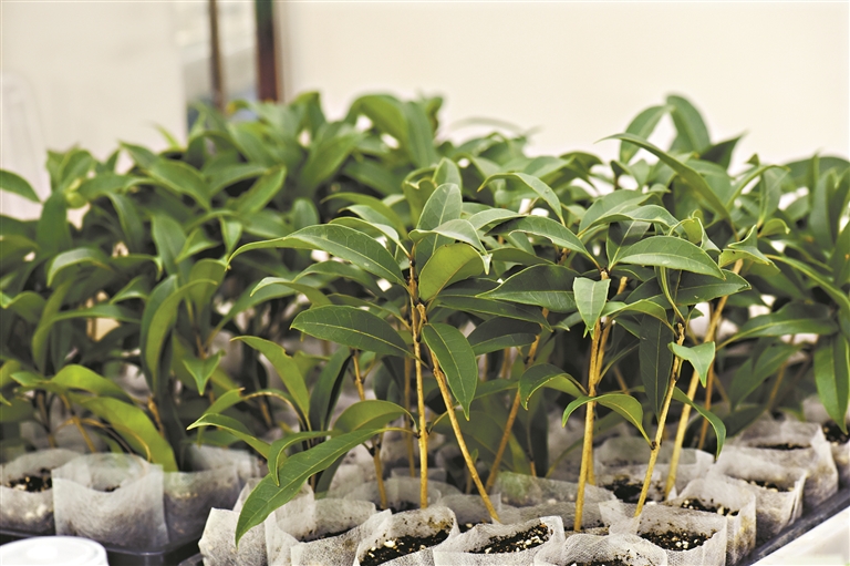 珍稀物種毛柄木樨蛇年新春在華南國(guó)家植物園與公眾見面